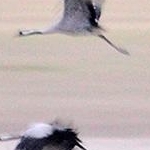 IMG_8242 L'envol des grues